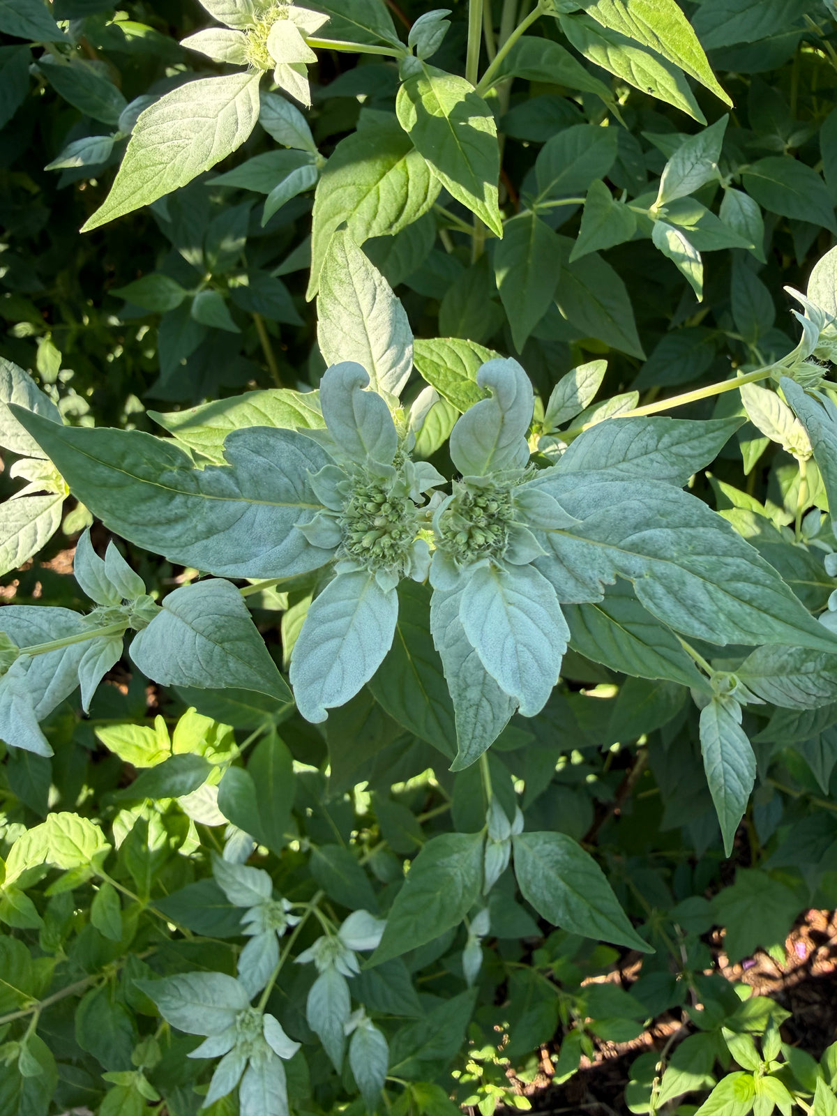 Pycnanthemum incanum