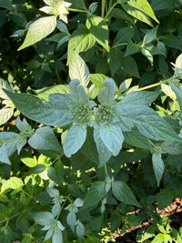 Pycnanthemum incanum