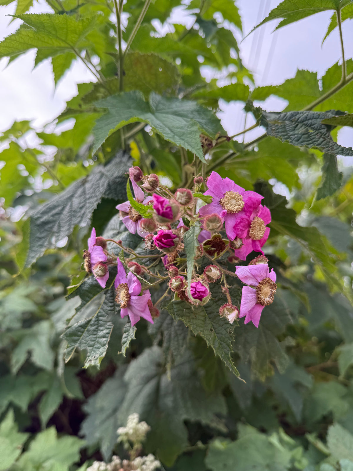 Rubus odoratus