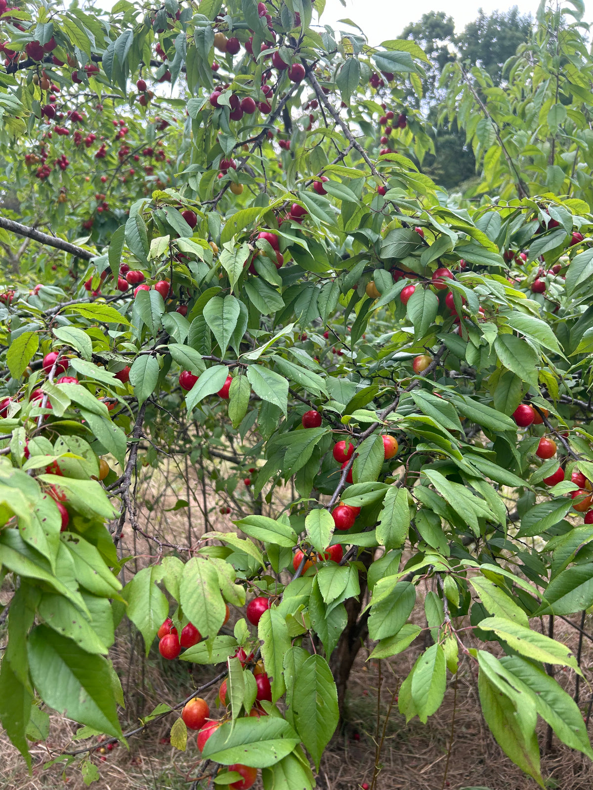 Prunus angustifolia