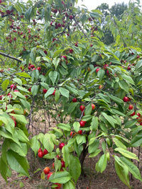 Prunus angustifolia