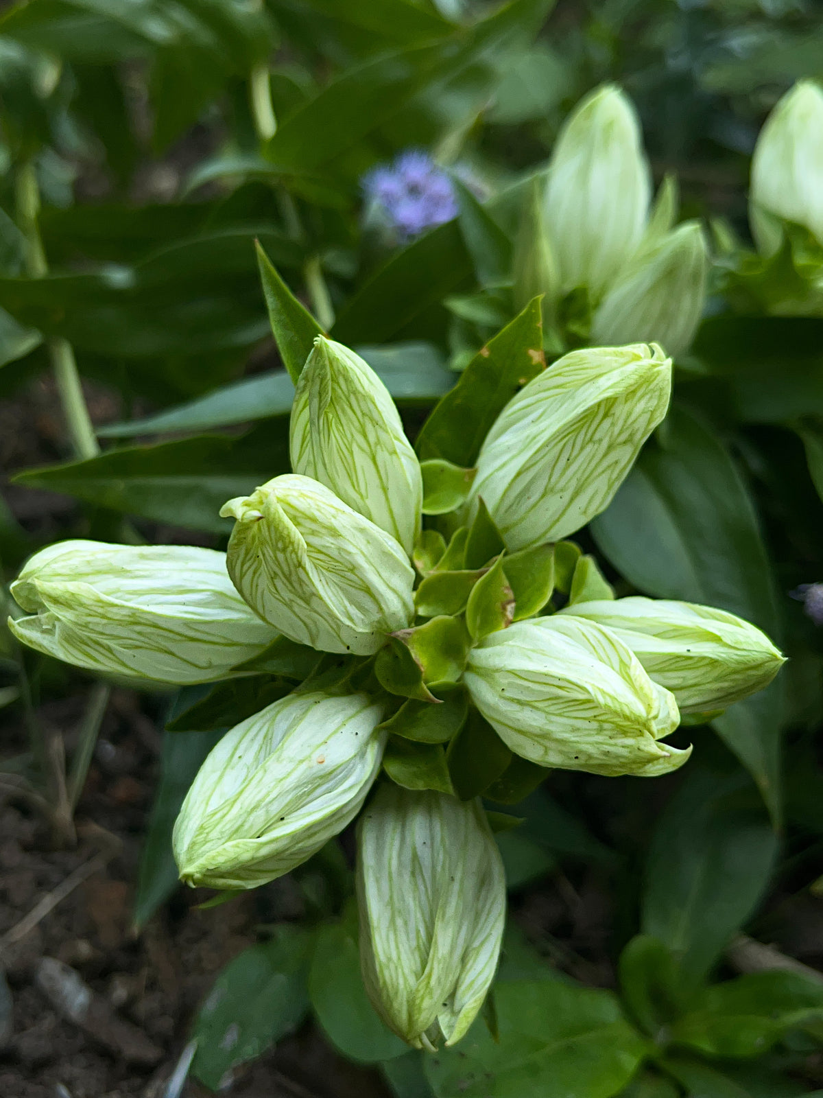 Gentiana flavida