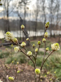 Fothergilla gardenii