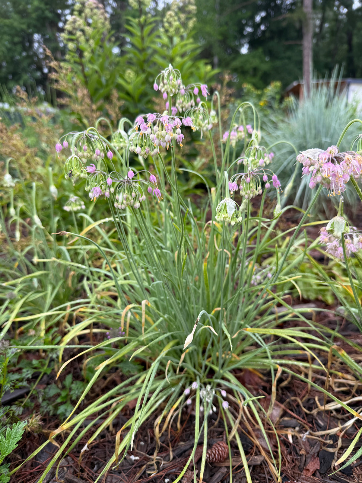 Allium allegheniense