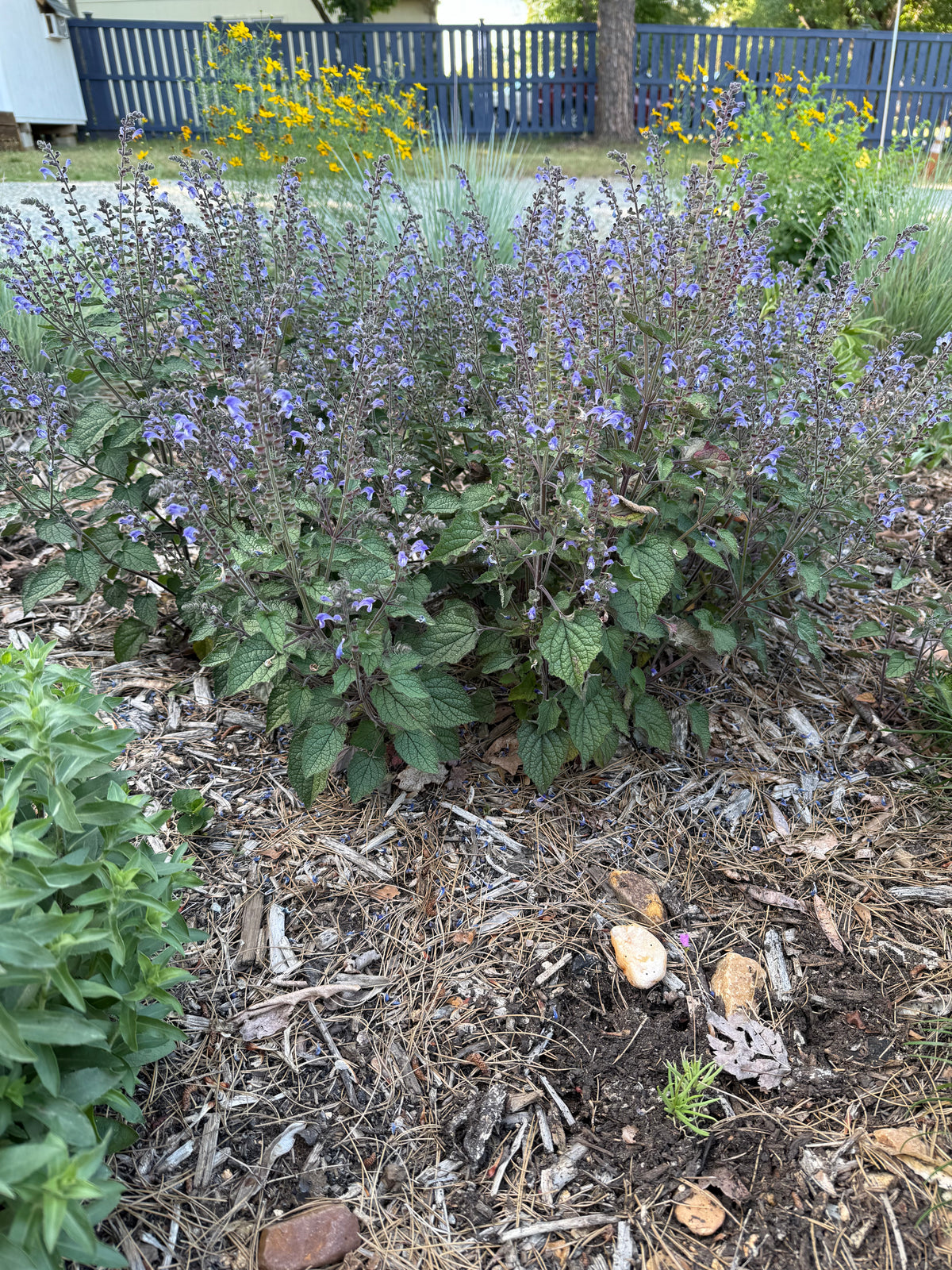Scutellaria ovata var. rugosa
