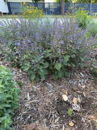 Scutellaria ovata var. rugosa