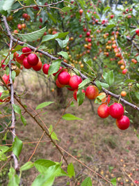 Prunus angustifolia