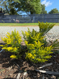 Solidago canadensis "Little Miss Sunshine"