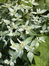 Pycnanthemum incanum