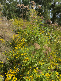 Chrysopsis mariana