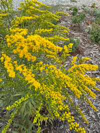 Solidago juncea