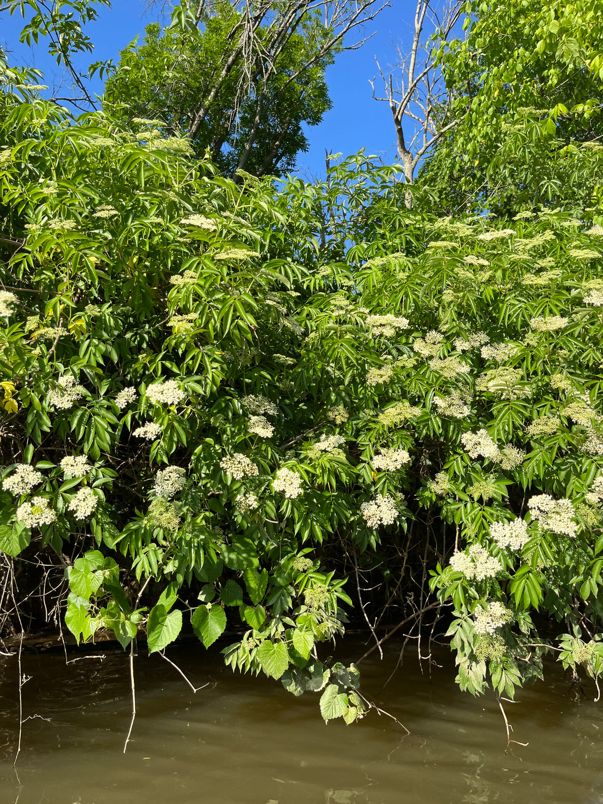 Sambucus canadensis