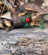 Mitchella repens