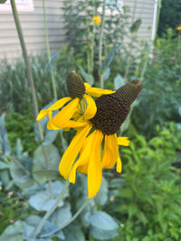 Rudbeckia maxima