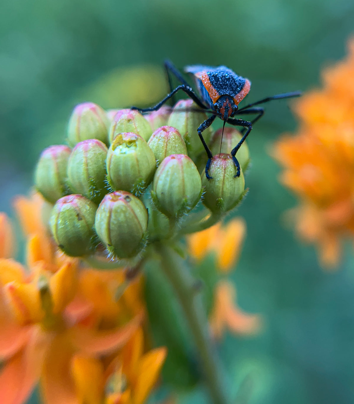 Asclepias tuberosa