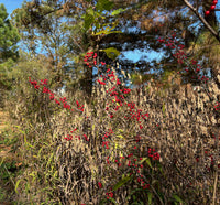 Aronia arbutifolia