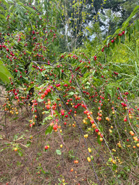 Prunus angustifolia