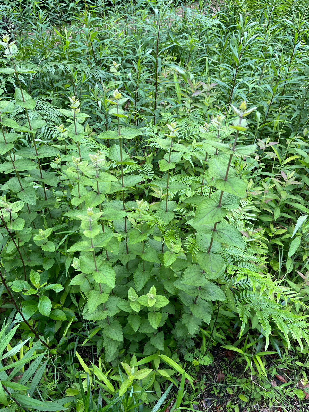 Eupatorium rotundifolium