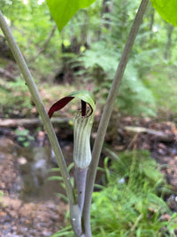 Arisaema triphyllum