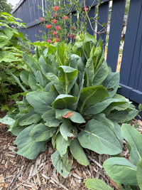 Rudbeckia maxima