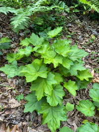 Heuchera villosa