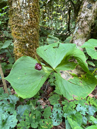 Trillium grandiflorum