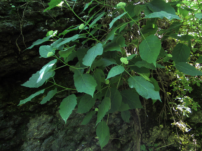 Hydrangea arborescens