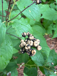 Ceanothus americanus