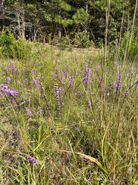 Liatris pilosa