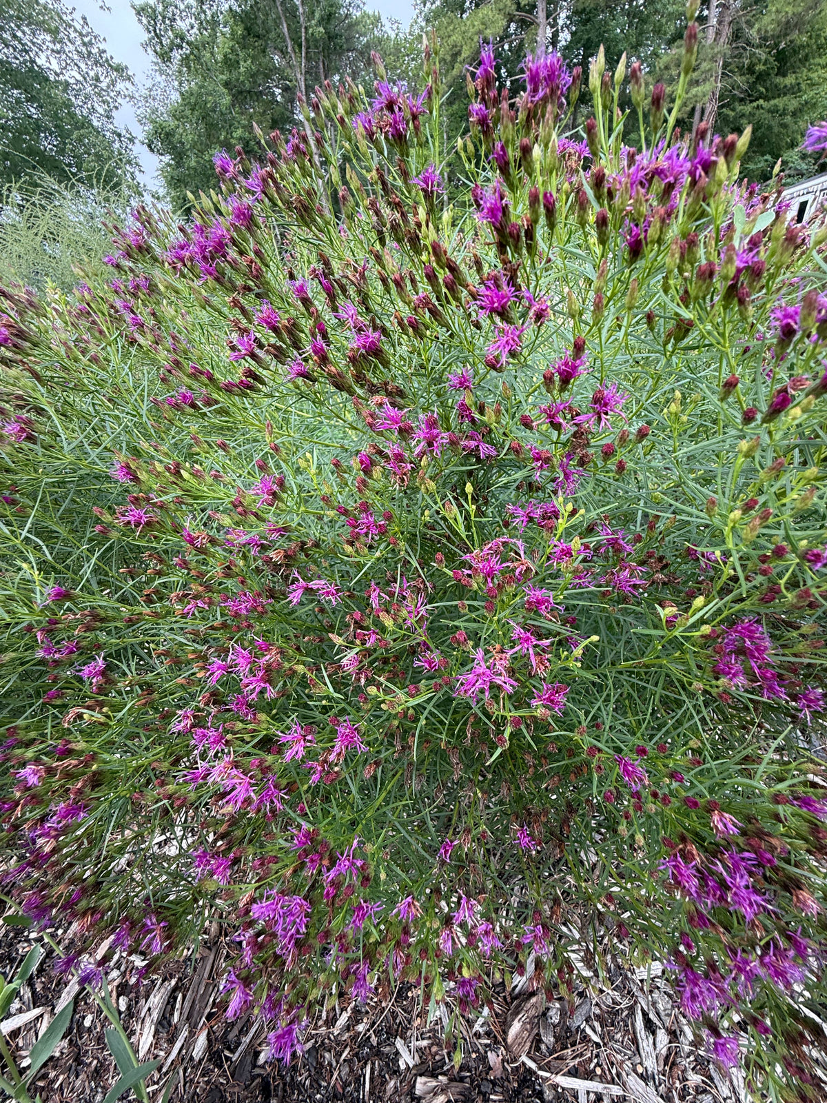 Vernonia lettermanni