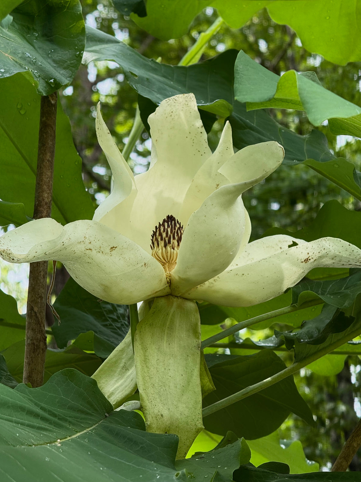 Magnolia macrophylla