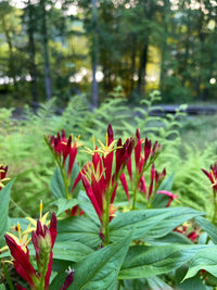 Spigelia marilandica