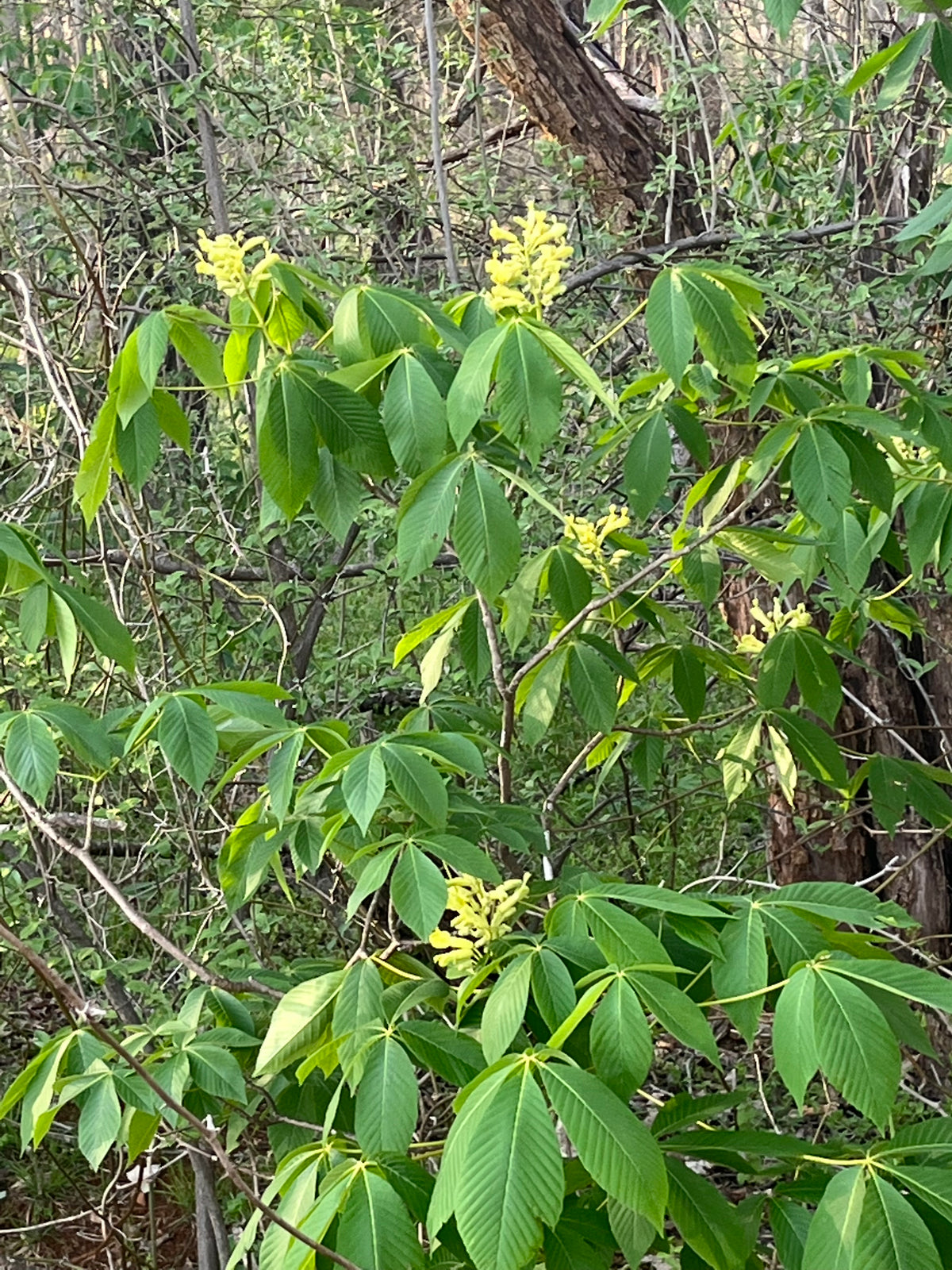 Aesculus sylvatica