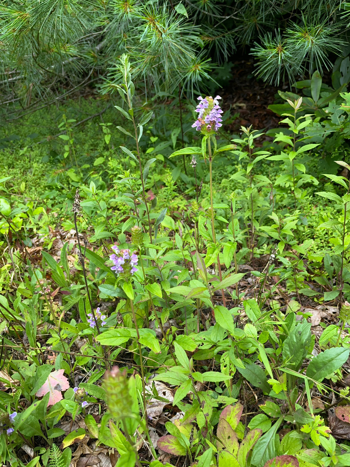 Prunella vulgaris var.lanceolata