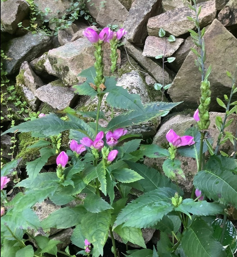 Chelone obliqua