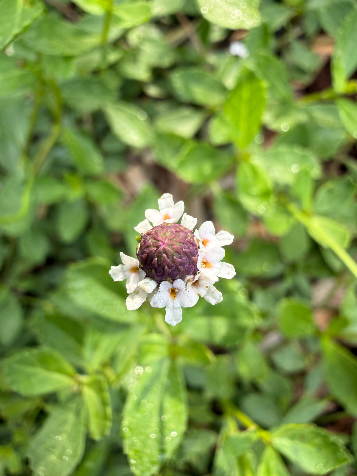 Phyla nodiflora