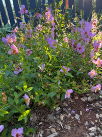 Rhexia virginica