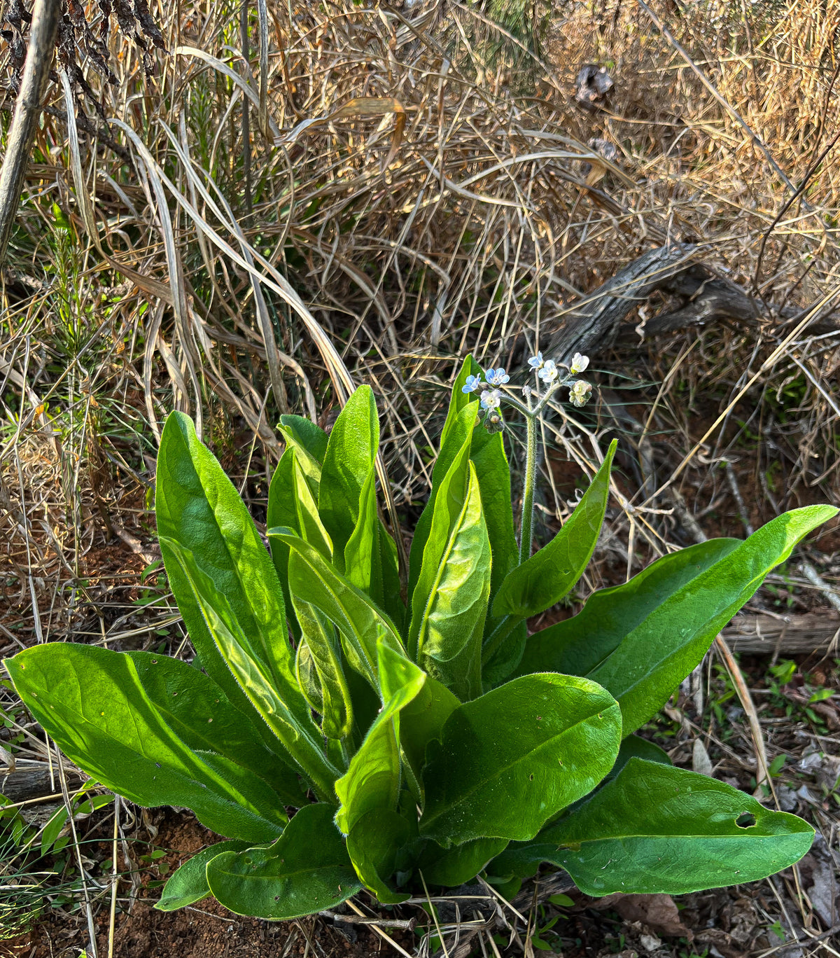 Andersonglossum virginianum