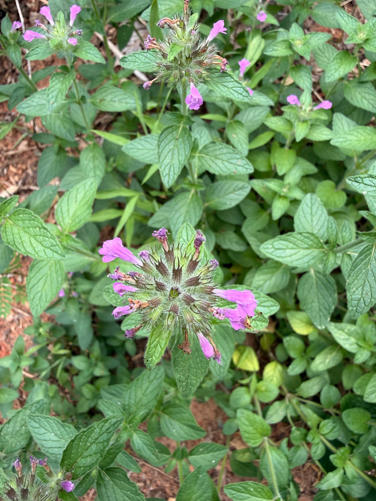 Clinopodium vulgare