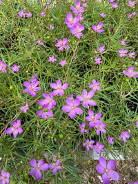 Phemeranthus teretifolius