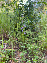 Lobelia puberula