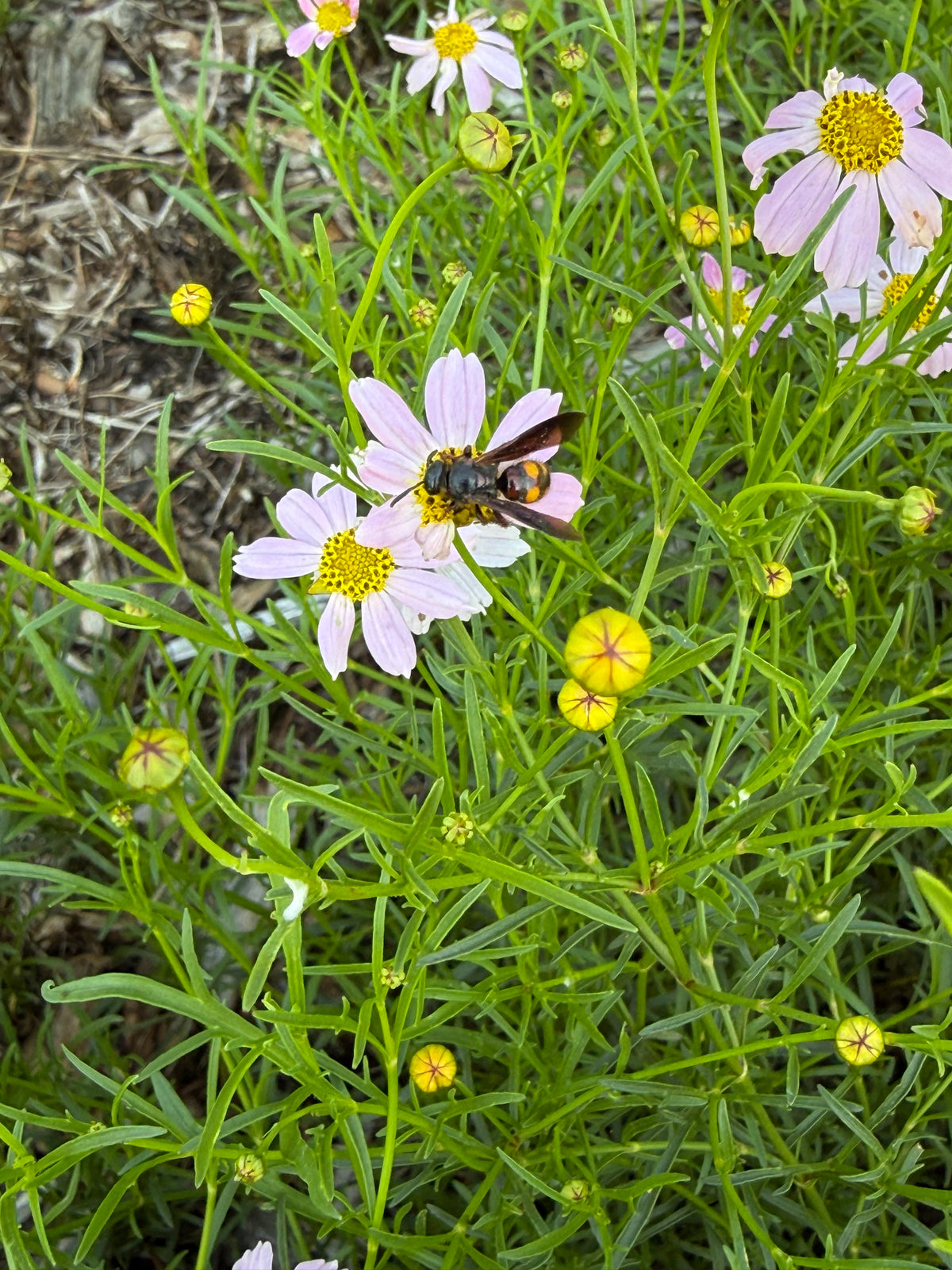 Coreopsis rosea