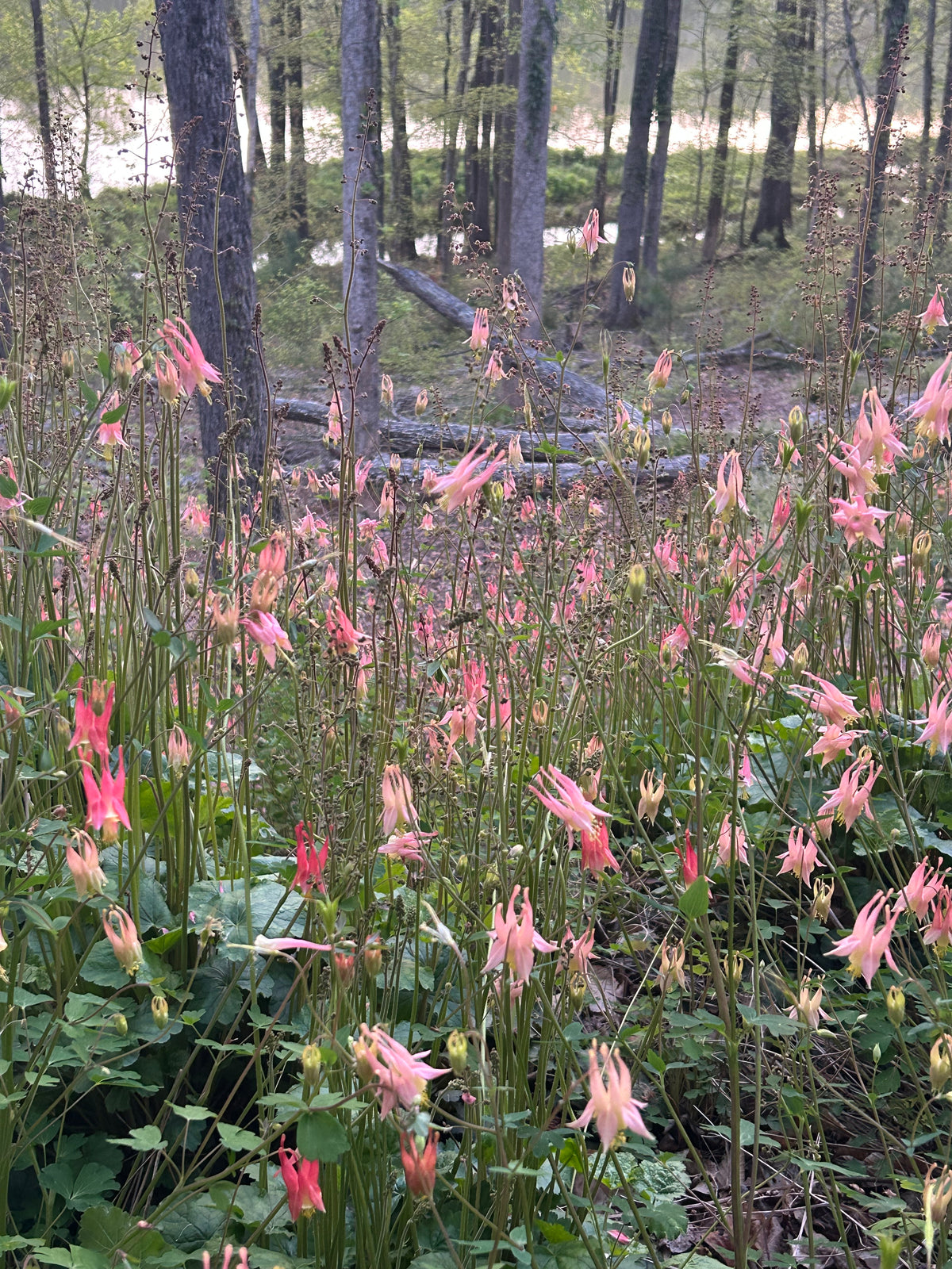 Aquilegia canadensis