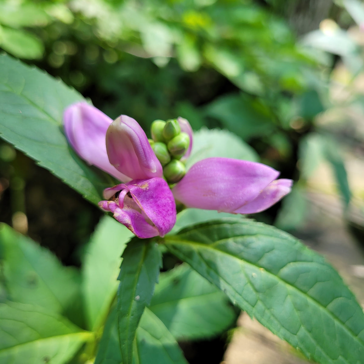 Chelone obliqua