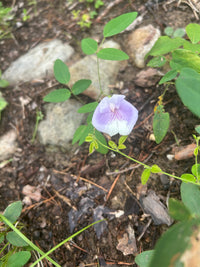 Clitoria mariana