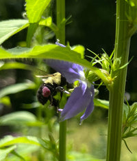 Campanulastrum americana