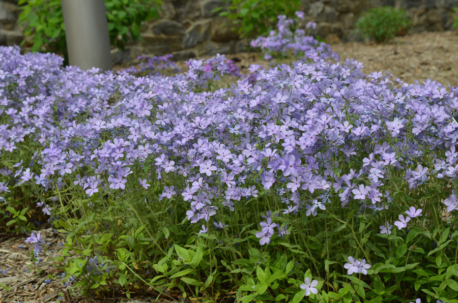 Phlox divaricata