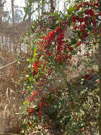 Ilex vomitoria