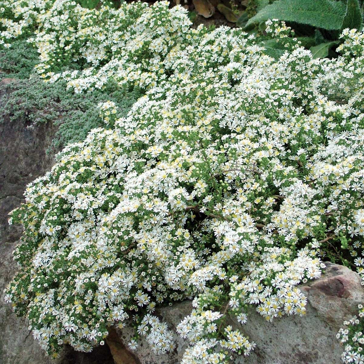 Symphyotrichum ericoides 'Snow Flurry'