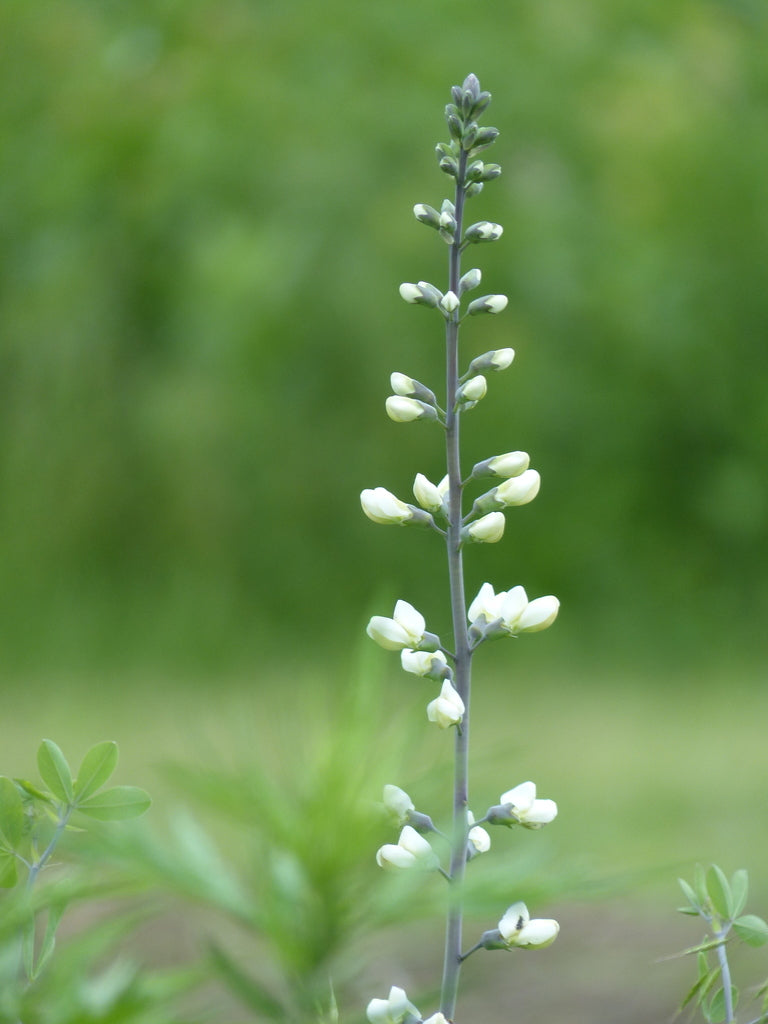 Baptisia albescens